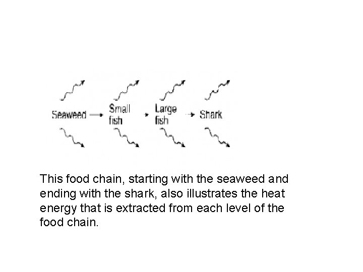This food chain, starting with the seaweed and ending with the shark, also illustrates