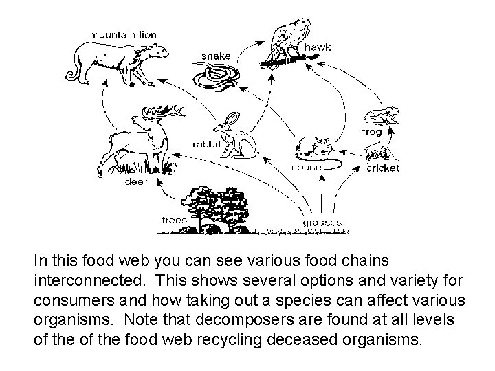 In this food web you can see various food chains interconnected. This shows several