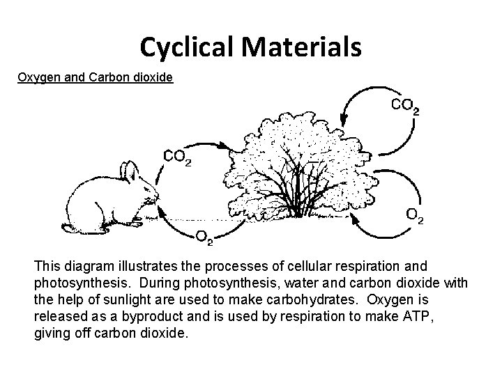 Cyclical Materials Oxygen and Carbon dioxide This diagram illustrates the processes of cellular respiration