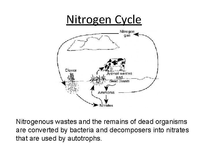 Nitrogen Cycle Nitrogenous wastes and the remains of dead organisms are converted by bacteria