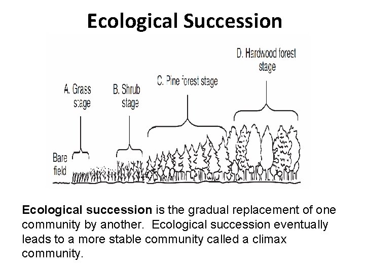 Ecological Succession Ecological succession is the gradual replacement of one community by another. Ecological