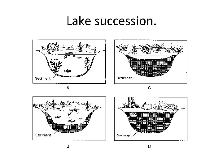 Lake succession. 