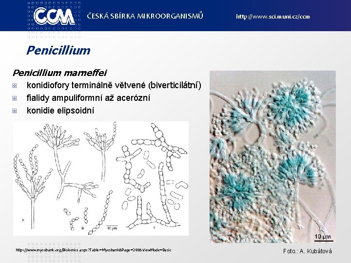 ČESKÁ SBÍRKA MIKROORGANISMŮ http: //www. sci. muni. cz/ccm Penicillium marneffei konidiofory terminálně větvené (biverticilátní)