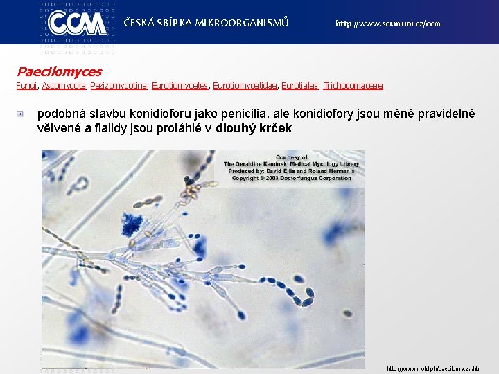 ČESKÁ SBÍRKA MIKROORGANISMŮ http: //www. sci. muni. cz/ccm Paecilomyces Fungi, Ascomycota, Pezizomycotina, Eurotiomycetes, Eurotiomycetidae,