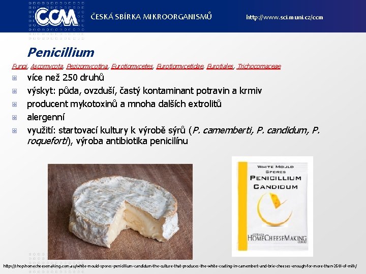 ČESKÁ SBÍRKA MIKROORGANISMŮ http: //www. sci. muni. cz/ccm Penicillium Fungi, Ascomycota, Pezizomycotina, Eurotiomycetes, Eurotiomycetidae,