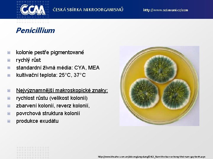 ČESKÁ SBÍRKA MIKROORGANISMŮ http: //www. sci. muni. cz/ccm Penicillium kolonie pestře pigmentované rychlý růst