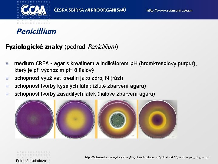 ČESKÁ SBÍRKA MIKROORGANISMŮ http: //www. sci. muni. cz/ccm Penicillium Fyziologické znaky (podrod Penicillium) médium