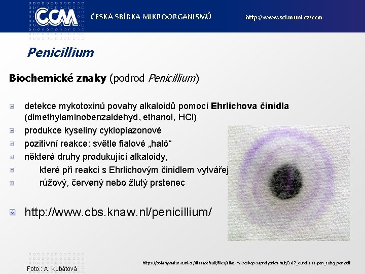 ČESKÁ SBÍRKA MIKROORGANISMŮ http: //www. sci. muni. cz/ccm Penicillium Biochemické znaky (podrod Penicillium) detekce