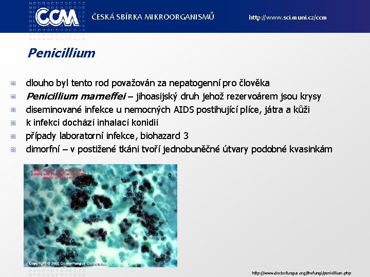 ČESKÁ SBÍRKA MIKROORGANISMŮ http: //www. sci. muni. cz/ccm Penicillium dlouho byl tento rod považován