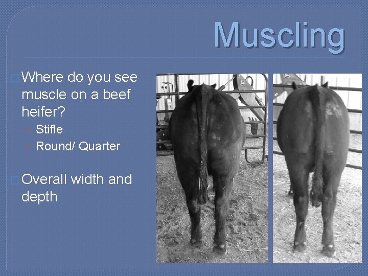 Muscling � Where do you see muscle on a beef heifer? • Stifle •