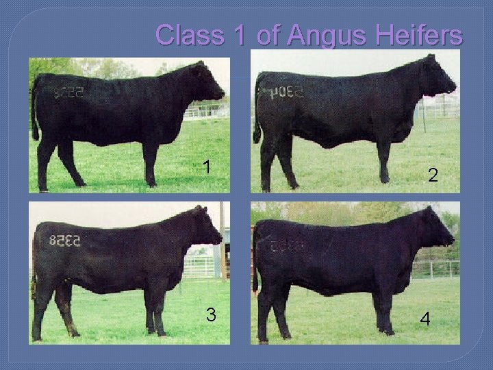 Class 1 of Angus Heifers 1 3 2 4 