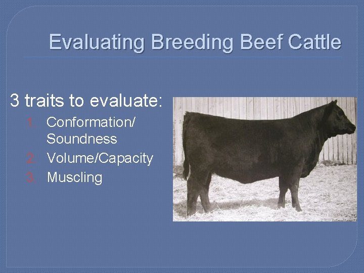 Evaluating Breeding Beef Cattle 3 traits to evaluate: 1. Conformation/ Soundness 2. Volume/Capacity 3.