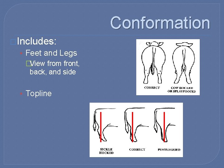 Conformation �Includes: • Feet and Legs �View from front, back, and side • Topline