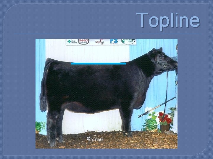 Topline 