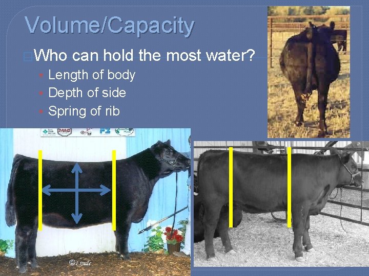 Volume/Capacity �Who can hold the most water? • Length of body • Depth of