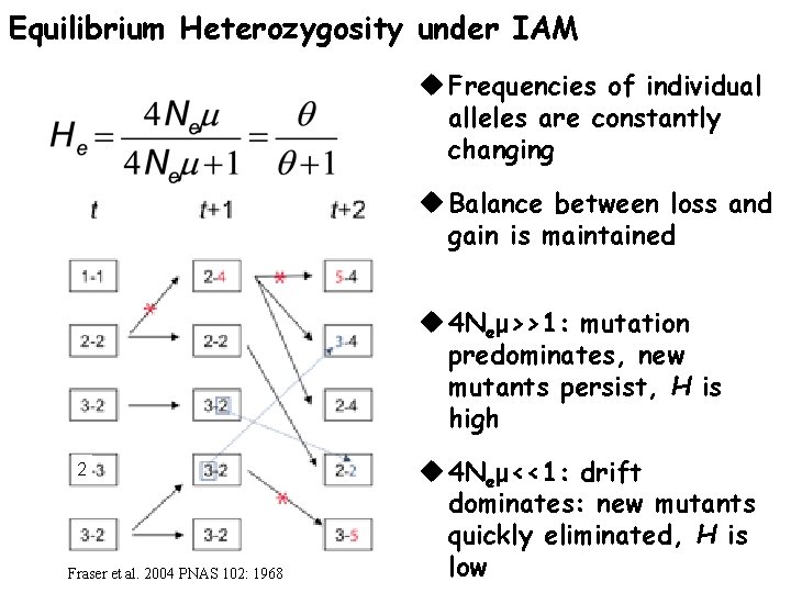 Equilibrium Heterozygosity under IAM u Frequencies of individual alleles are constantly changing u Balance