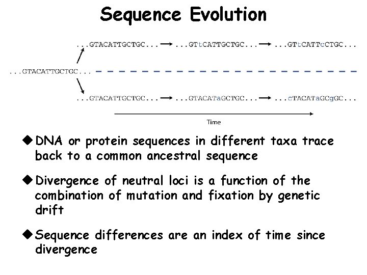 Sequence Evolution u DNA or protein sequences in different taxa trace back to a