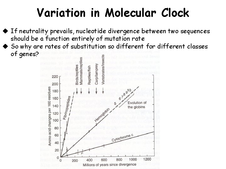 Variation in Molecular Clock u If neutrality prevails, nucleotide divergence between two sequences should
