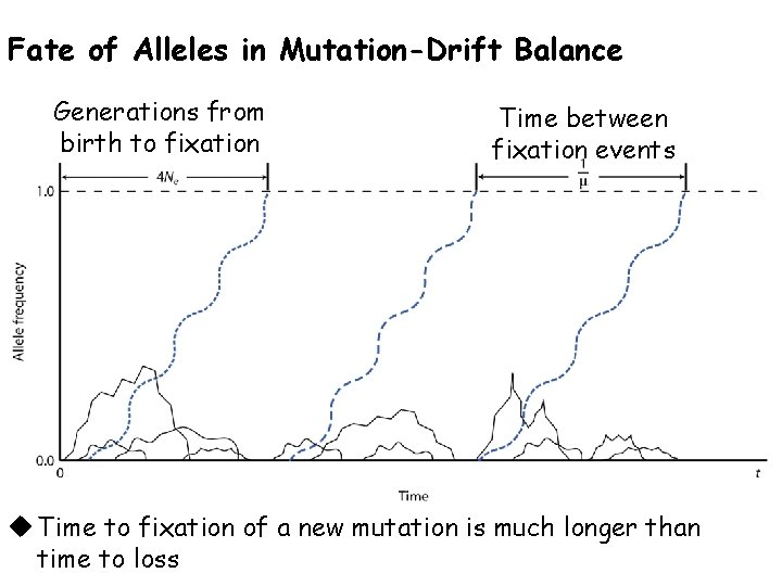 Fate of Alleles in Mutation-Drift Balance Generations from birth to fixation Time between fixation