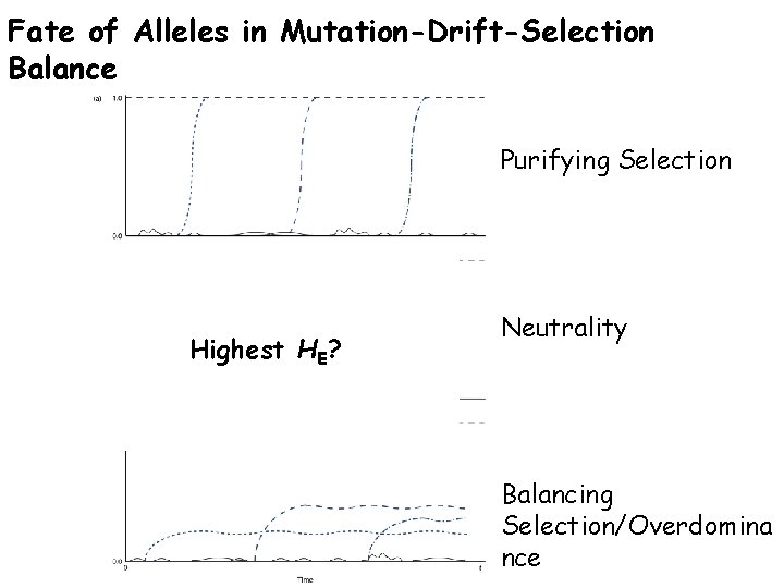 Fate of Alleles in Mutation-Drift-Selection Balance Purifying Selection Which case will have the most