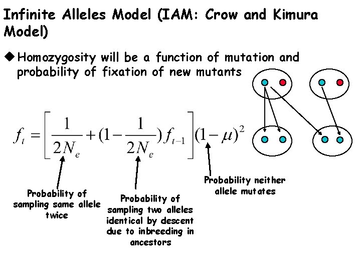 Infinite Alleles Model (IAM: Crow and Kimura Model) u Homozygosity will be a function