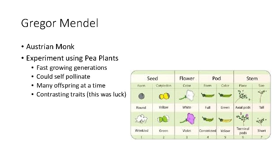 Gregor Mendel • Austrian Monk • Experiment using Pea Plants • • Fast growing