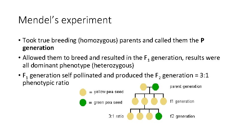 Mendel’s experiment • Took true breeding (homozygous) parents and called them the P generation