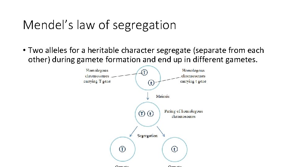 Mendel’s law of segregation • Two alleles for a heritable character segregate (separate from