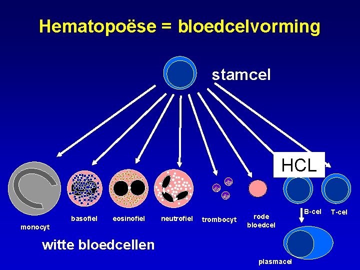 Hematopoëse = bloedcelvorming stamcel HCL basofiel eosinofiel monocyt neutrofiel trombocyt rode bloedcel witte bloedcellen