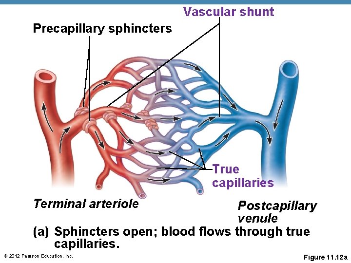 Vascular shunt Precapillary sphincters True capillaries Terminal arteriole Postcapillary venule (a) Sphincters open; blood