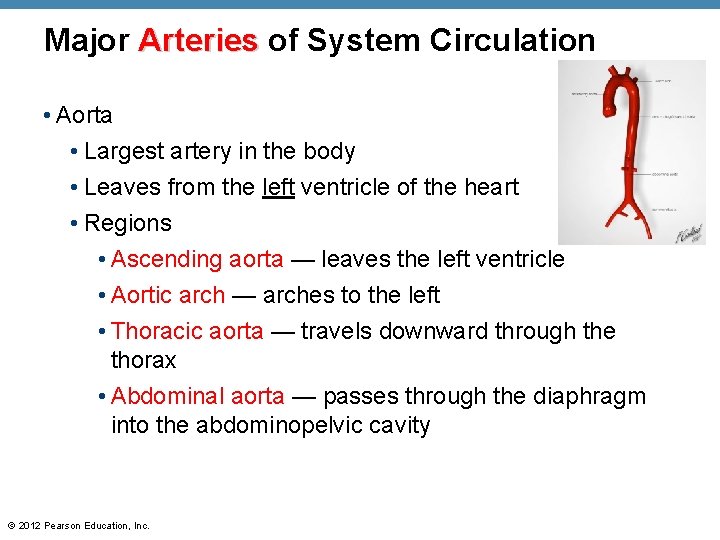 Major Arteries of System Circulation • Aorta • Largest artery in the body •