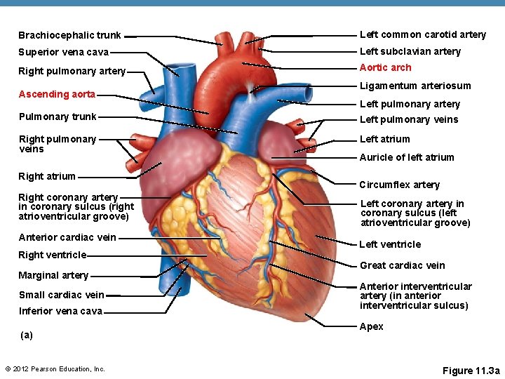 Brachiocephalic trunk Left common carotid artery Superior vena cava Left subclavian artery Right pulmonary