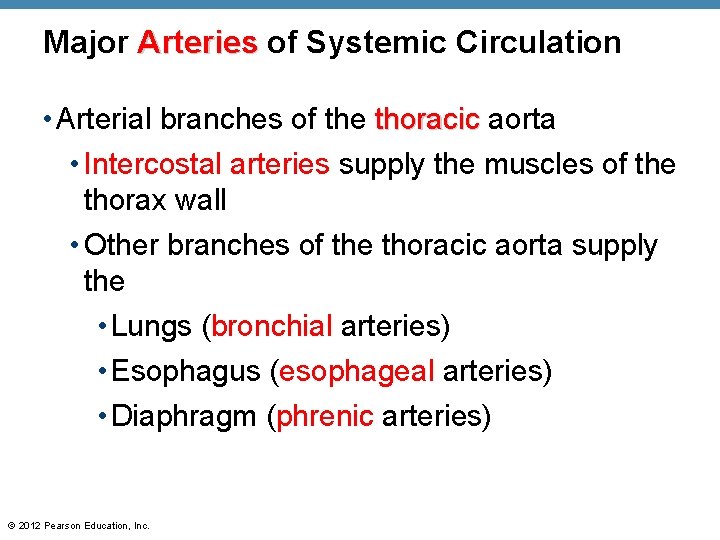 Major Arteries of Systemic Circulation • Arterial branches of the thoracic aorta • Intercostal