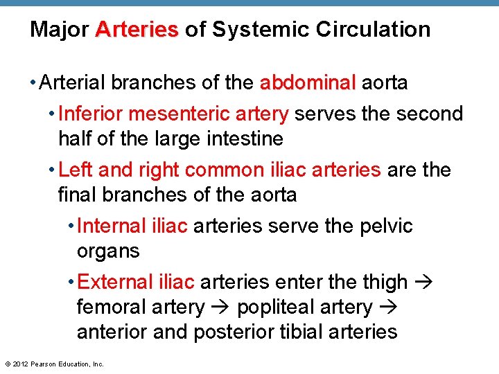 Major Arteries of Systemic Circulation • Arterial branches of the abdominal aorta • Inferior