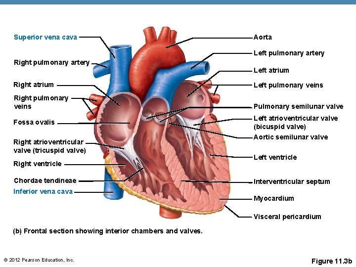 Superior vena cava Aorta Left pulmonary artery Right pulmonary artery Left atrium Right atrium