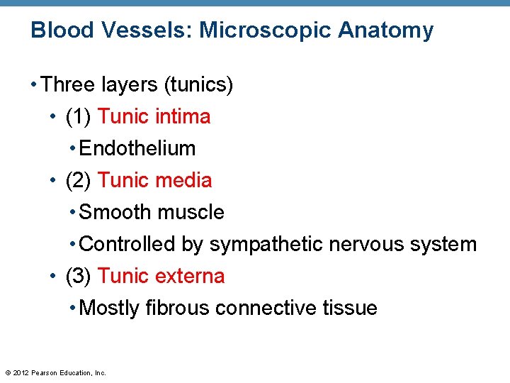 Blood Vessels: Microscopic Anatomy • Three layers (tunics) • (1) Tunic intima • Endothelium