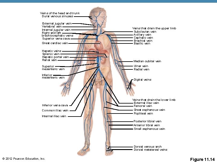 Veins of the head and trunk Dural venous sinuses External jugular vein Vertebral vein