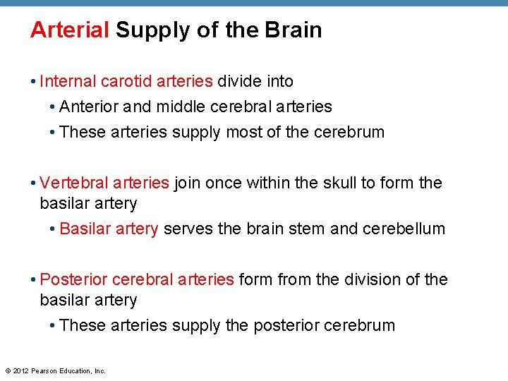 Arterial Supply of the Brain • Internal carotid arteries divide into • Anterior and