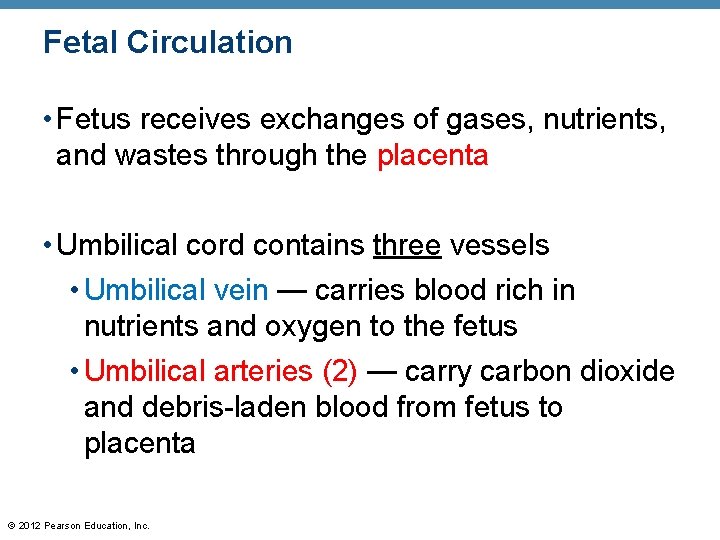 Fetal Circulation • Fetus receives exchanges of gases, nutrients, and wastes through the placenta