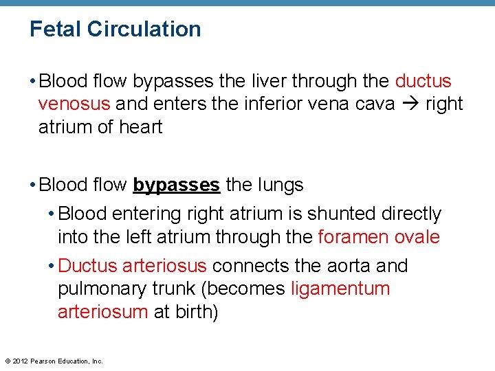 Fetal Circulation • Blood flow bypasses the liver through the ductus venosus and enters