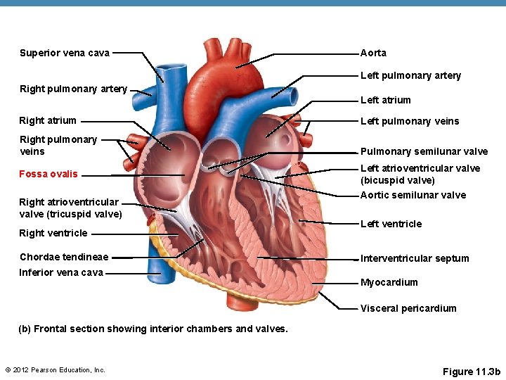 Superior vena cava Aorta Left pulmonary artery Right pulmonary artery Left atrium Right atrium