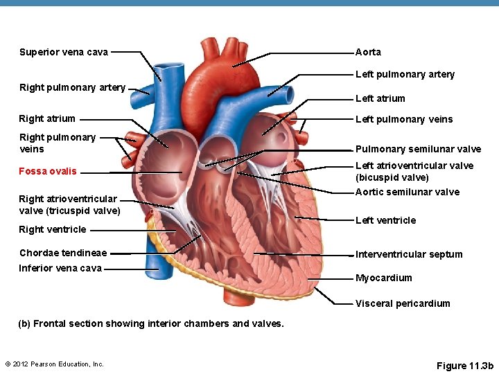 Superior vena cava Aorta Left pulmonary artery Right pulmonary artery Left atrium Right atrium Superior vena cava Aorta Left pulmonary artery Right pulmonary artery Left atrium Right atrium