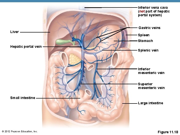 Inferior vena cava (not part of hepatic portal system) Gastric veins Liver Spleen Stomach