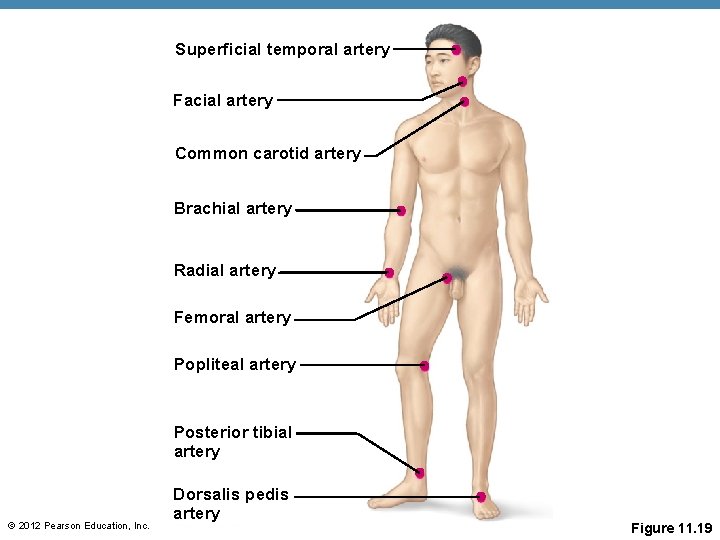 Superficial temporal artery Facial artery Common carotid artery Brachial artery Radial artery Femoral artery