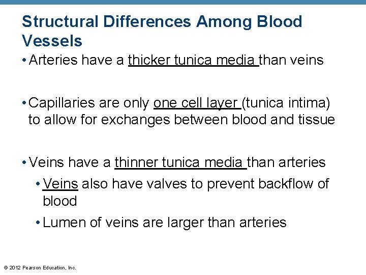 Structural Differences Among Blood Vessels • Arteries have a thicker tunica media than veins
