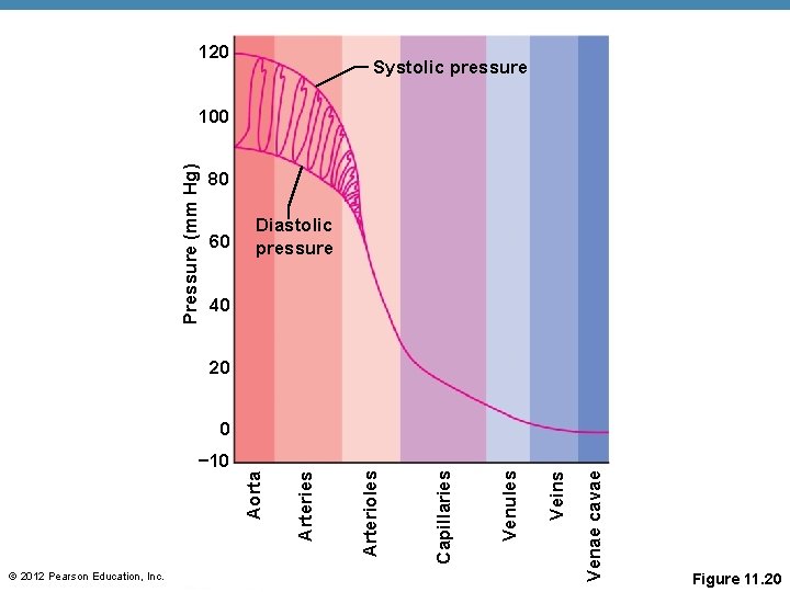 120 Systolic pressure Pressure (mm Hg) 100 80 60 Diastolic pressure 40 20 Veins