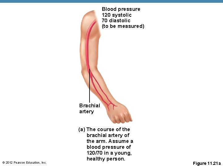 Blood pressure 120 systolic 70 diastolic (to be measured) Brachial artery © 2012 Pearson Blood pressure 120 systolic 70 diastolic (to be measured) Brachial artery © 2012 Pearson