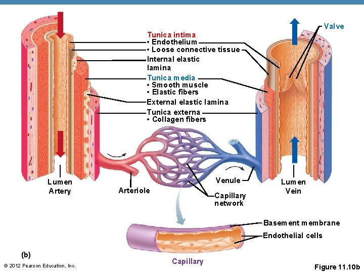 Valve Tunica intima • Endothelium • Loose connective tissue Internal elastic lamina Tunica media Valve Tunica intima • Endothelium • Loose connective tissue Internal elastic lamina Tunica media