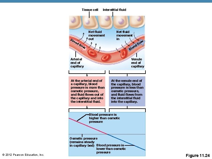 Tissue cell Blo od Interstitial fluid Net fluid movement out Net fluid movement in