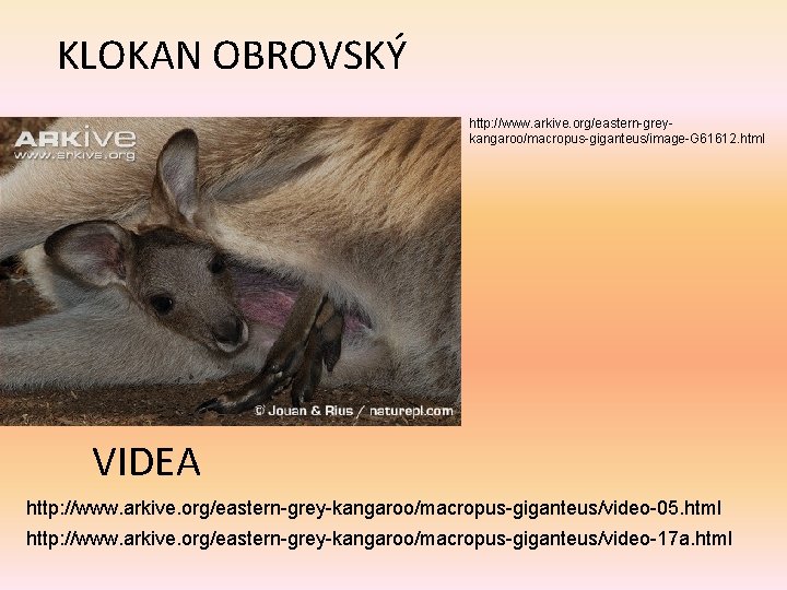 KLOKAN OBROVSKÝ http: //www. arkive. org/eastern-greykangaroo/macropus-giganteus/image-G 61612. html VIDEA http: //www. arkive. org/eastern-grey-kangaroo/macropus-giganteus/video-05. html